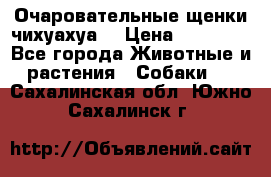 Очаровательные щенки чихуахуа  › Цена ­ 25 000 - Все города Животные и растения » Собаки   . Сахалинская обл.,Южно-Сахалинск г.